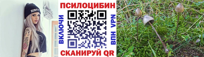 Псилоцибиновые грибы Cubensis где найти наркотики MEGA сайт Ликино-Дулёво